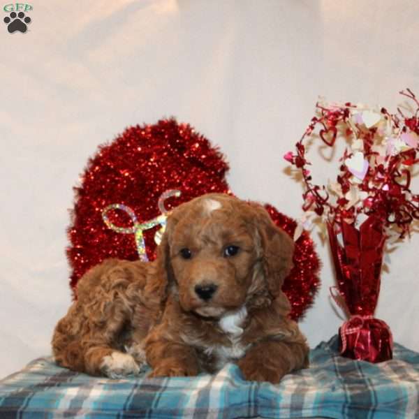 Daniel, Mini Goldendoodle Puppy